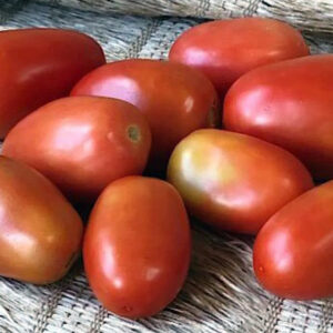 Tomate Italiano